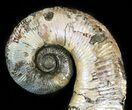 Heteromorph Ammonite Fossil - Volga River, Russia #47626-3